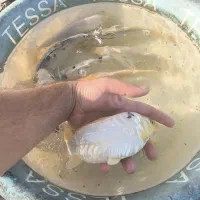 پک ماهی کوی ده عددی|ماهی|شفت, |دیوار