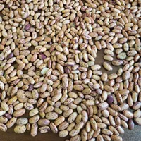 لوبیا چیتی ازبک
