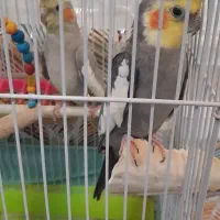 عروس هلندی نر وماده سالم|پرنده|اردبیل, |دیوار