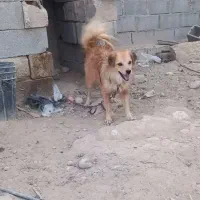 فروشی سگ زینتی