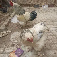 تخم نطفه دار برهما
