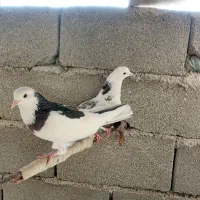 هما و سرکه ای دم سفید|پرنده|صباشهر, |دیوار