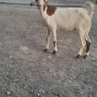 سه تا بز آبستن|حیوانات مزرعه|میناب, |دیوار