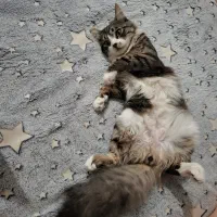 گربه نر ۸ ماهه عقیم