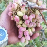 باغ-ویلا-پرثمر-نشاط-قابل-معاوضه