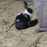 بچه خرگوش سه ماهه