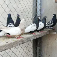 کبوتر سیاتی..و گرفته