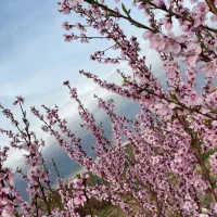 فروش باغ ۷۸۰۰ متری در زنجان|فروش زمین و ملک کلنگی|زنجان, |دیوار