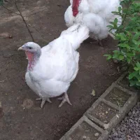 یک عدد بوقلمون بیوتی ماده