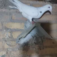 دورگ نر