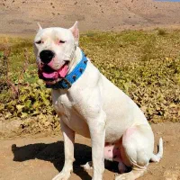 داگو آرژانتینو نر جهت کشش|سگ|رباط‌کریم, رباط‌کریم|دیوار