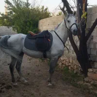 اسب عرب مدارک دار سواری عالی