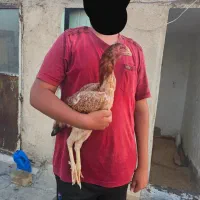 مرغ لاری نسل دار|حیوانات مزرعه|کرج, کمال‌شهر|دیوار