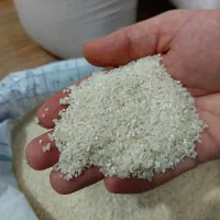 نیم‌دانه (لاشه) برنج طارم هاشمی|خوردنی و آشامیدنی|قائم‌شهر, |دیوار