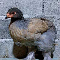 تخم نطفه دار و جوجه برهما|حیوانات مزرعه|قائم‌شهر, |دیوار