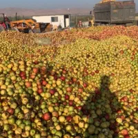 سیب زیردرختی(بادریز)شما را در باغ خریداریم.