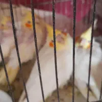 عروس هلندی فروشی جوجه وبالغ|پرنده|جوین, |دیوار