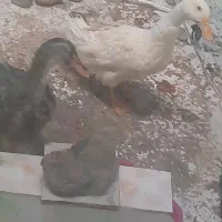 دو اردک و یک مرغ|حیوانات مزرعه|قم, شاه سید علی|دیوار