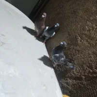 کفتر پلاکی|پرنده|شیراز, کاراندیش|دیوار