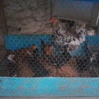 مرغ خروس محلی و گلینی