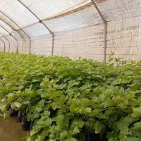 فروش نهال انگور ،یاس،گل محمدی و..|خدمات باغبانی و درختکاری|تربت‌حیدریه, چهارراه خواف|دیوار