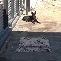 واگذاری مالینیوز|سگ|مهریز, |دیوار