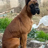 سگ گمشده|حیوانات|پاکدشت, پاکدشت (مامازند)|دیوار