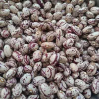 لوبیا چیتی درشت و یک دست