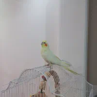 عروس هلندی ماده آماده جفت‌گیری سالم|پرنده|کرج, خرمدشت|دیوار