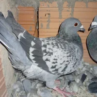 المانی|پرنده|مینودشت, |دیوار