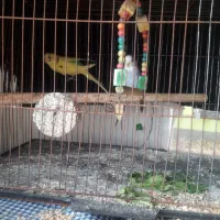 جفت مرغ عشق مولد بالغ