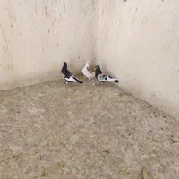 دسته کفتر|پرنده|شیراز, اکبر آباد|دیوار