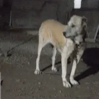 ماده سگ افغان اصل افغان