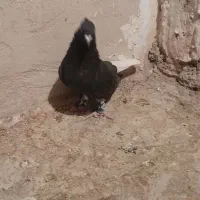 یدونه زاغ دم سفید نر مست پرشی ضربه وهم جفتگاه|پرنده|پاکدشت, پاکدشت (مامازند)|دیوار