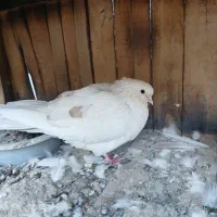 کفترپرشی ساعت سنگین|پرنده|کهک, |دیوار