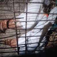 کبوتر جوجه بوم|پرنده|شیروان (خراسان), |دیوار