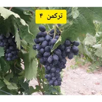 نهال انگور سیاه سردشت،فلیم سیدلس،ترکمن۴،غوره ای|گل و گیاه طبیعی|شیراز, باجگاه|دیوار