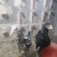 جوحه لاری درشت کشیده
