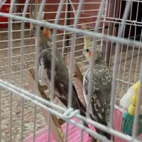 دو عروس هلندی|پرنده|فومن, |دیوار