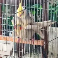 طوطی عروس هلندی|پرنده|بجنورد, |دیوار