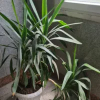 درخت کاج مطبق و درختچه یوکا کاملا سالم و شاداب|گل و گیاه طبیعی|تهران, هروی|دیوار