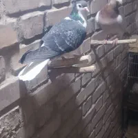 کبوتر|پرنده|فریمان, |دیوار