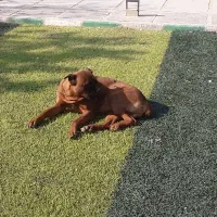 سگ پیت بول|سگ|محمدشهر, همایون ویلا|دیوار