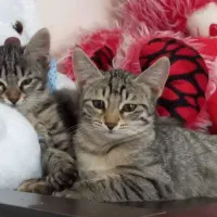 بچه گربه جهت واگذاری|گربه|خلخال, |دیوار