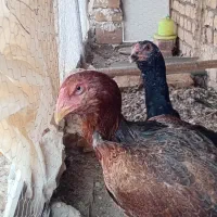 مرغ و جوجه خروس لاری
