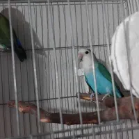 دوجفت کوتوله|پرنده|گرگان, |دیوار