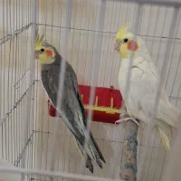 ۲عددعروس هلندی نرسخنگو|پرنده|مشهد, نوید|دیوار