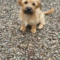 * واگذاری شیتزو تریر ماده ۶ ماهه*