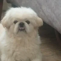 واگذاری رایگان سگ