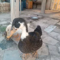 6عدداردک بزرگ رسمی